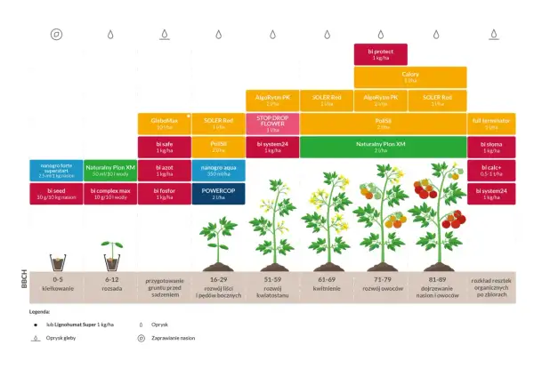 Schemat nawożenia pomidora gruntowego od kiełkowania do dojrzewania owoców, z podziałem na fazy rozwoju BBCH i proponowanymi produktami.