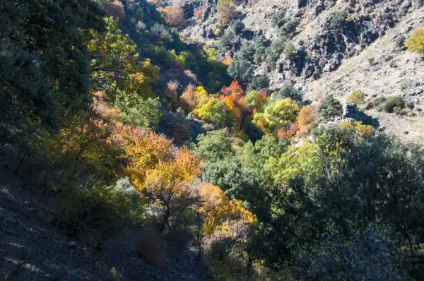 Un **bosque encantado** en Granada se tiñe de ocres y dorados otoñales, con árboles de hoja caduca salpicando la ladera rocosa.