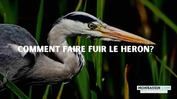Gris, le héron se tient dans les roseaux. La question "Comment faire fuir le héron ?" est écrite en blanc sur l'image.