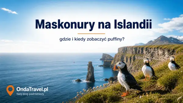 Maskonury na Islandii, urocze ptaki z kolorowymi dziobami, pozują na tle klifów i oceanu.