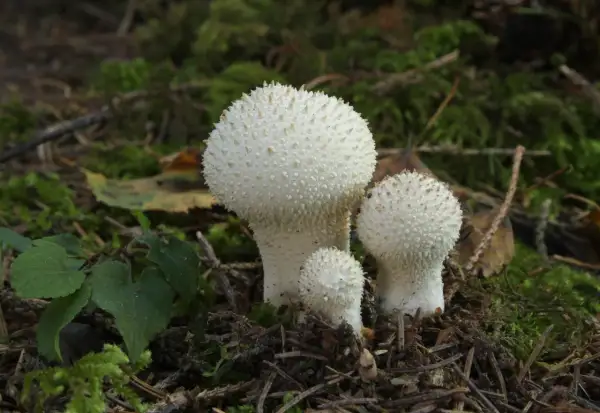 Tres hongos blancos con púas, como un pedo de lobo, crecen en el suelo del bosque cubierto de musgo.