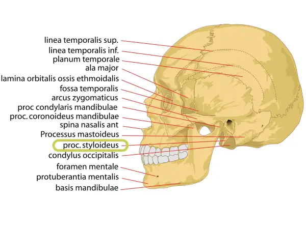 Schädelansicht mit Beschriftungen. Der processus styloideus ulnae ist hervorgehoben.