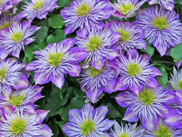 Nahaufnahme von violetten Clematisblüten mit grünen Blättern. Der richtige Zeitpunkt für clematis schneiden ist wichtig für üppiges Wachstum.