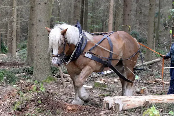 Koń pociągowy, z grzywą jak u lwa, pracuje w lesie, ciągnąc drewno.