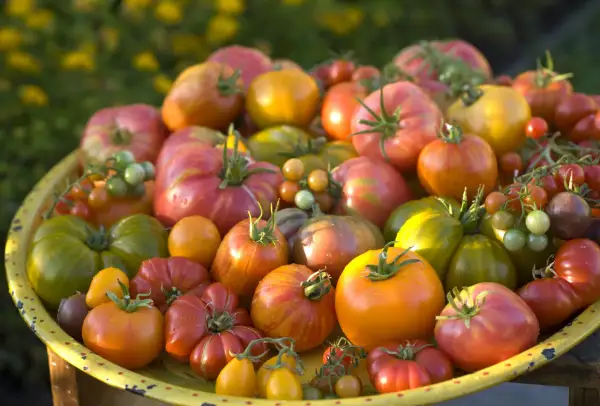 Un cesto pieno di pomodori di ogni colore e forma, un'esplosione di qualità di pomodori freschi e succosi, pronti per essere gustati.