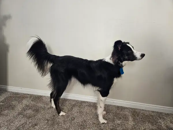 Jak wytresować border collie, aby uniknąć frustracji i problemów