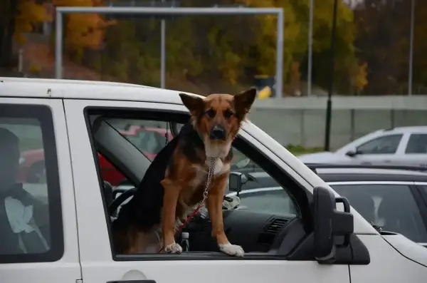 Un chien à poil court, marron et noir, est assis dans la portière ouverte d'une voiture blanche. Il porte un collier vert et une chaîne argentée. Le **filet voiture chien** est visible derrière lui.