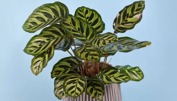 A striking calathea plant with bold green and yellow stripes. Keep this beautiful plant away from cats, as calathea is toxic to cats.