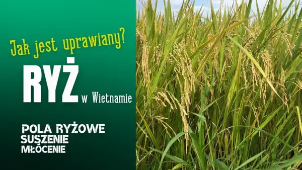 Jak uprawia się ryż: Kluczowe techniki i warunki do sukcesu
