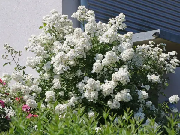 Ein üppiger Strauch mit unzähligen kleinen, weißen Blüten, der an eine rosa multiflora erinnert, blüht vor einer weißen Hauswand.
