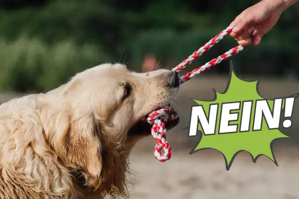 Goldener Retriever zieht an einem Seilspielzeug, während eine Hand es festhält. Der Hund lernt "Nein!