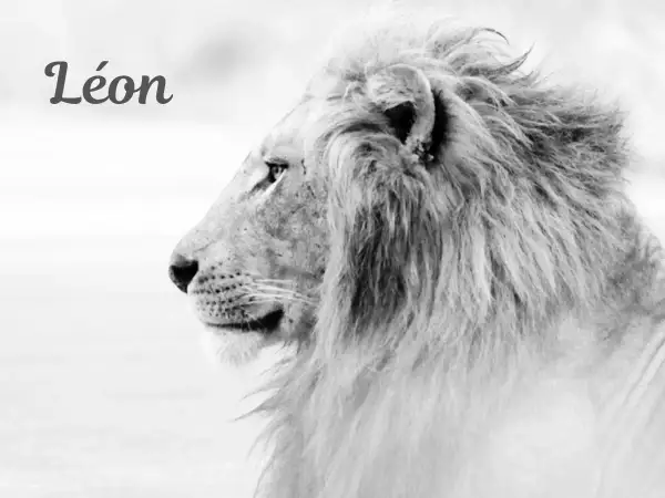 Portrait en noir et blanc d'un lion majestueux, le prénom "Léon" est inscrit en haut à gauche.