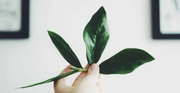 En hand håller en vacker garderobsblomma stickling med tre mörkgröna blad.