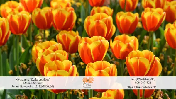 Kiedy sadzić tulipany? Jesień to klucz do wiosennego kwitnienia