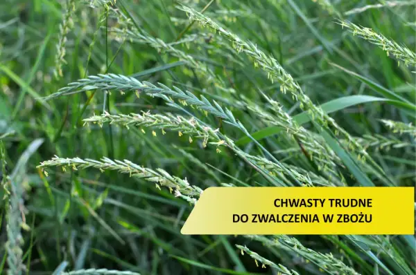 Zielone źdźbła traw, niektóre z kłoskami, tworzą gęsty łan. Wśród nich widoczny jest żółty prostokąt z napisem "CHWASTY TRUDNE DO ZWALCZENIA W ZBOŻU".