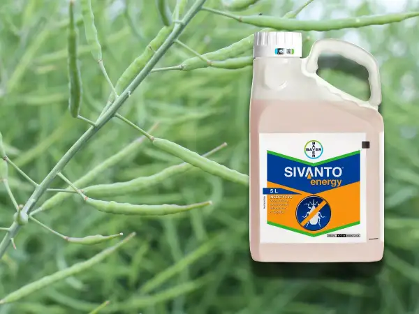 Sivanto energy – insektycyd w 5-litrowym opakowaniu, chroniący rośliny przed szkodnikami.