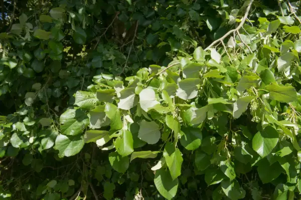 Rami di un tiglio albero carichi di foglie verdi e luminose, con piccoli boccioli che promettono fiori profumati.