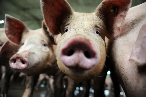 Gros plan sur des cochons curieux. L'un d'eux semble vouloir manger humain, son museau rose à l'avant-plan.