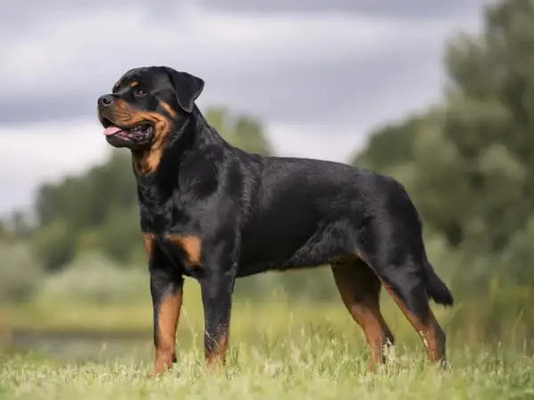 En stolt rottweiler står i gräset, en bild av lugn och styrka som speglar dess stabila rottweiler temperament.