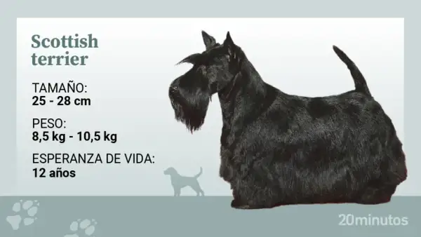 Un terrier escocés negro, con su característico pelaje y barba, posa junto a información sobre su tamaño, peso y esperanza de vida.