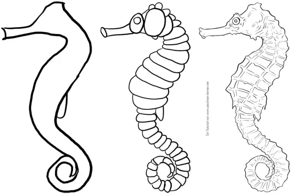 Tres dibujos de animales marinos: un boceto de caballito de mar, uno con detalles y otro más realista.