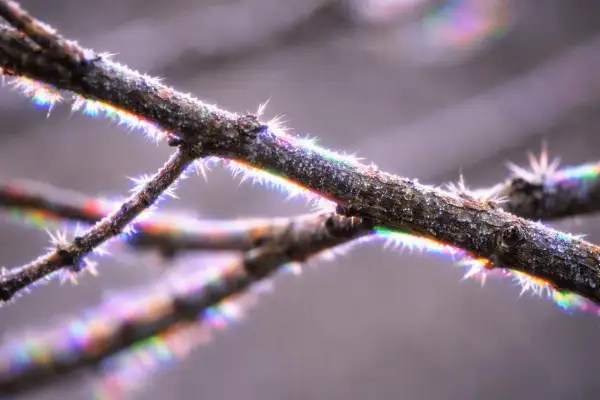 Gałązka pokryta szronem, z widoczną **aberracją chromatyczną** tworzącą tęczowe refleksy na kolcach.