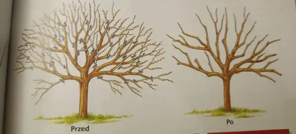 Ilustracja pokazuje cięcie starej jabłoni: przed zabiegiem drzewo jest gęste, po - przerzedzone, z wyraźnymi cięciami.