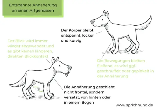 Ein Hund bleibt stehen, wenn er andere Hunde sieht. Sein Körper ist entspannt, Blickkontakt wird vermieden. Annäherung erfolgt seitlich oder im Bogen.