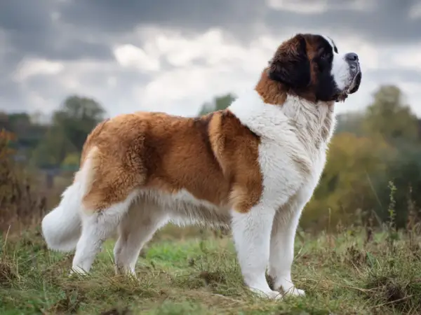 En ståtlig st bernhardshund står i en gräsbevuxen backe med molnig himmel.