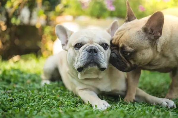 Dwa dorosłe buldogi francuskie leżą na trawie. Jeden z nich, jaśniejszy, patrzy prosto w obiektyw, podczas gdy drugi, ciemniejszy, przytula się do jego głowy.