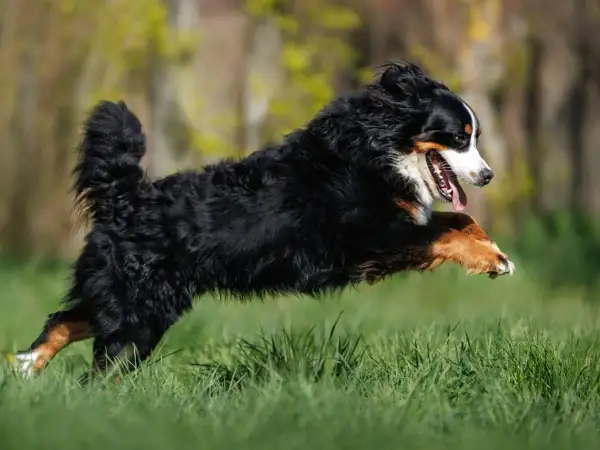 Ein Berner Sennenhund hat einen riesigen **Zoomies hund**-Moment und springt über das grüne Gras, die Zunge hängt heraus.