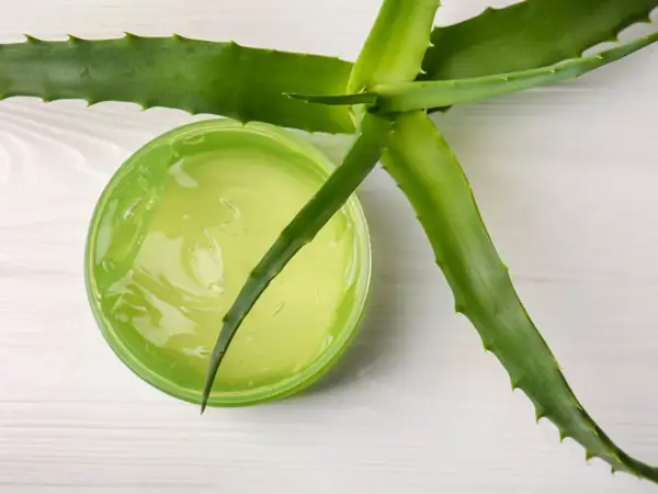 Żel aloesowy w zielonym słoiczku, obok świeżych liści aloesu. Idealny aloes na oparzenia słoneczne.