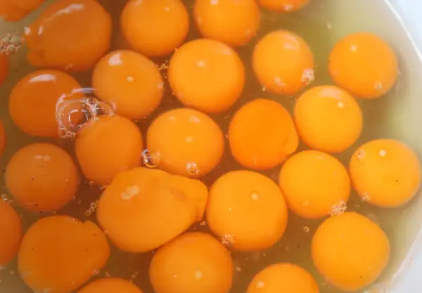 Viele leuchtend orange Eigelbe schwimmen in einer Flüssigkeit. Sie sind ein natürlicher Lieferant von Nährstoffen, aber auch von wachteleier cholesterin.