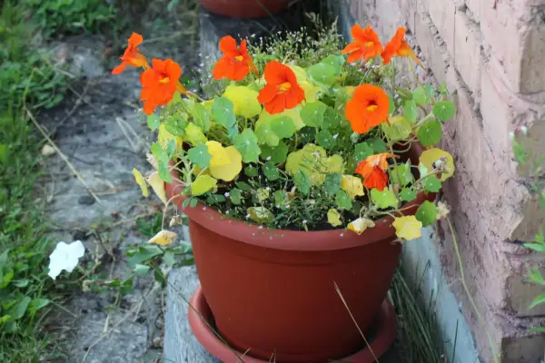 Grosse Kapuzinerkresse in einem braunen Topf, leuchtend orange Blüten und grüne Blätter, neben einer Ziegelwand.
