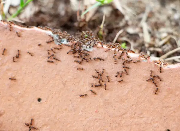 Mrówki maszerują po cegle. Ziemia okrzemkowa na co? Może na mrówki, bo są wszędzie!