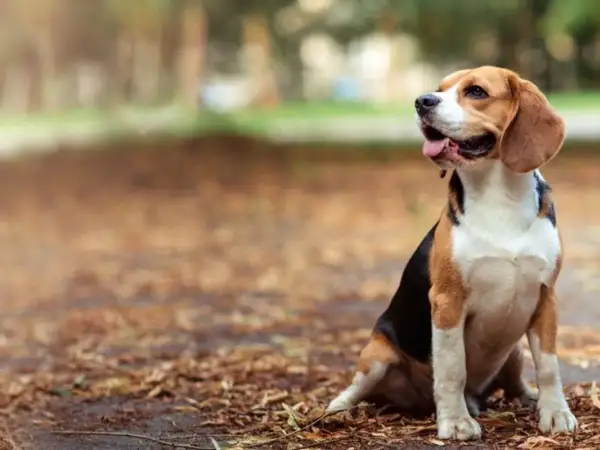 Wesoły beagle siedzi na jesiennych liściach, zastanawiając się, ile żyją beagle.