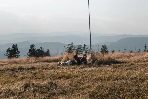 Dwa psy, jeden biały, drugi ciemny, cieszą się spacerem gdzie w góry z psem. W tle łagodne pasma górskie.