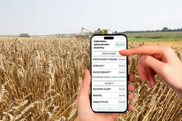 Kalkulator opłacalności pszenicy na smartfonie, na tle dojrzewającego pola. Aplikacja pomaga oszacować, ile ślimaków z hektara można uzyskać.
