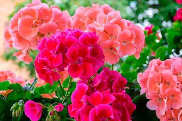 En bukett av engelsk pelargon i nyanser av rosa och cerise. Blommorna är samlade i täta klasar mot gröna blad.