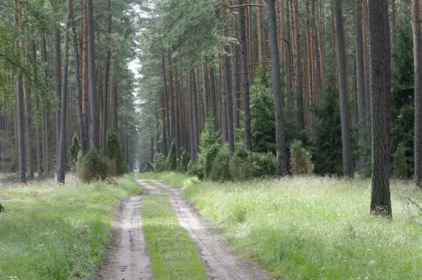 Trasy w Borach Tucholskich – Przewodnik: Szlak Leśny im. Jana Pawła II