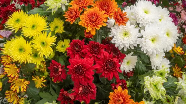 Bunte Chrysanthemen in Rot, Gelb, Orange und Weiß. Diese Blumen sind ein Zeichen des Herbstes, aber sind Chrysanthemen winterhart?