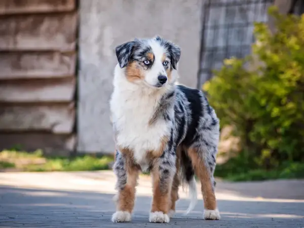 Ein wunderschöner Australian Shepherd mit blauen Augen, ein zukünftiger Therapiehund, steht auf einem Weg.