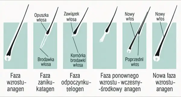 Cykl życia włosa: anagen (wzrost), katagen (zanik), telogen (odpoczynek), a potem nowy włos wyrasta.