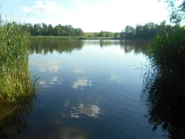 Spokojne jezioro koło Gniezna, otoczone trzcinami i drzewami. Woda odbija błękitne niebo z białymi chmurami.
