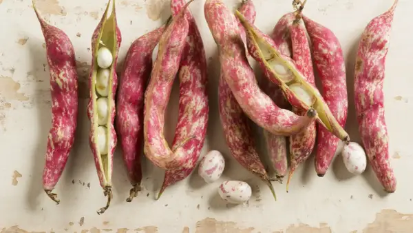 Fagioli borlotti freschi, alcuni ancora nel baccello, pronti per la cottura. Il loro colore screziato promette un sapore ricco.