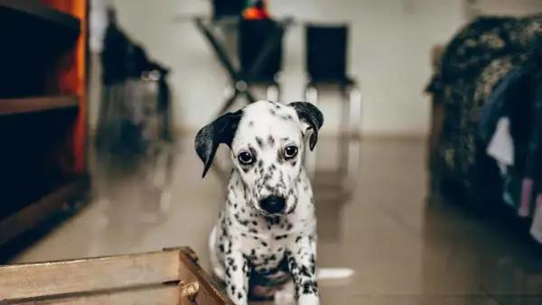 Un cachorro dálmata con mirada triste, quizás sufriendo de ansiedad por separación en perros.