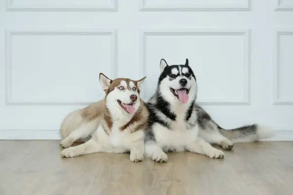 Husky ile km dziennie? Poznaj potrzeby swojego psa i uniknij problemów