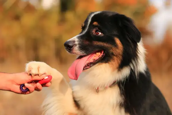 Ein Australian Shepherd lernt mit einem Clicker und Leckerli, ruhig zu bleiben.