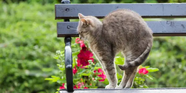 ¿A mi gato se le nota la columna? Causas y señales de alerta