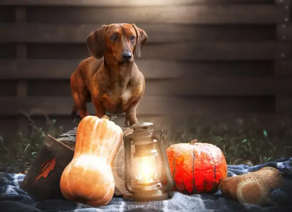 Un perro salchicha posa junto a calabazas y una linterna. ¡Los perros pueden comer calabaza!